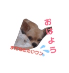 でぶチワワりくさん（個別スタンプ：1）