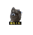ワンコと過ごす毎日（個別スタンプ：1）