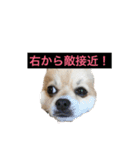 ワンコと過ごす毎日（個別スタンプ：2）