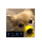 ワンコと過ごす毎日（個別スタンプ：4）