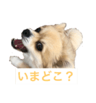 ワンコと過ごす毎日（個別スタンプ：5）