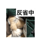 ワンコと過ごす毎日（個別スタンプ：6）