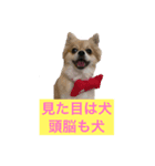 ワンコと過ごす毎日（個別スタンプ：7）