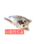 ワンコと過ごす毎日（個別スタンプ：8）