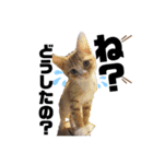 ちょい口悪め猫ちゃん（個別スタンプ：1）