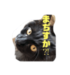 ちょい口悪め猫ちゃん（個別スタンプ：2）