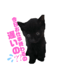 ちょい口悪め猫ちゃん（個別スタンプ：4）