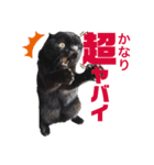 ちょい口悪め猫ちゃん（個別スタンプ：5）