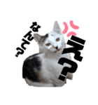ちょい口悪め猫ちゃん（個別スタンプ：8）