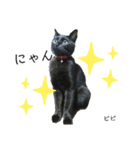 くろ猫ビビのスタンプ（個別スタンプ：1）