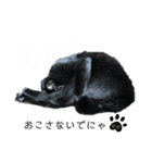 くろ猫ビビのスタンプ（個別スタンプ：3）
