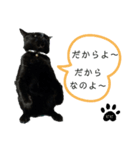 くろ猫ビビのスタンプ（個別スタンプ：7）