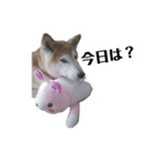 愛犬もものすたんぷ（個別スタンプ：1）