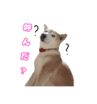 愛犬もものすたんぷ（個別スタンプ：2）