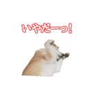 愛犬もものすたんぷ（個別スタンプ：3）