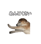 愛犬もものすたんぷ（個別スタンプ：4）