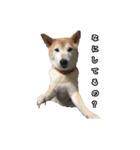 愛犬もものすたんぷ（個別スタンプ：5）