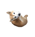 愛犬もものすたんぷ（個別スタンプ：6）