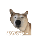 愛犬もものすたんぷ（個別スタンプ：7）