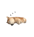 愛犬もものすたんぷ（個別スタンプ：8）