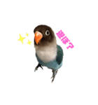 おしゃべりボタンインコ（個別スタンプ：1）