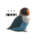 おしゃべりボタンインコ（個別スタンプ：2）