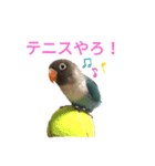 おしゃべりボタンインコ（個別スタンプ：3）