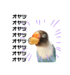 おしゃべりボタンインコ（個別スタンプ：5）