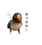 おしゃべりボタンインコ（個別スタンプ：6）