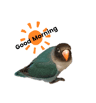 おしゃべりボタンインコ（個別スタンプ：8）