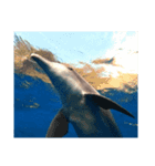 dolphins2
御蔵島のイルカたち（個別スタンプ：12）