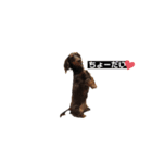 びーちゃんすたんぷ（個別スタンプ：1）