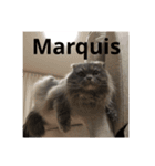Marquis.m.2（個別スタンプ：5）