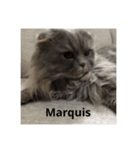 Marquis.m.2（個別スタンプ：6）