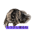 ネコとワンコ（個別スタンプ：2）