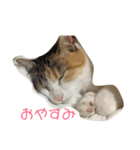 kyoron-stamp6（個別スタンプ：6）