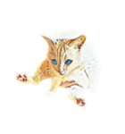 Happy Cat Boy（個別スタンプ：2）