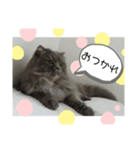 Marquis3（個別スタンプ：3）