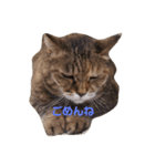 きゃっとあいさつ（個別スタンプ：2）