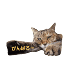 きゃっとあいさつ（個別スタンプ：4）