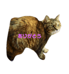 きゃっとあいさつ（個別スタンプ：7）