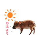 毎日豚（個別スタンプ：1）