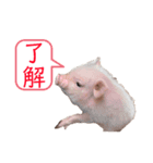 毎日豚（個別スタンプ：2）