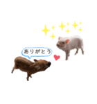 毎日豚（個別スタンプ：3）