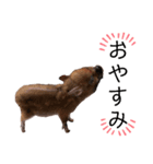 毎日豚（個別スタンプ：6）