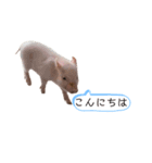毎日豚（個別スタンプ：8）