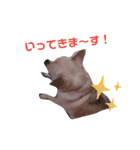 でぶチワワりくさん3（個別スタンプ：1）
