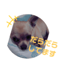 でぶチワワりくさん3（個別スタンプ：5）