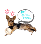 Lovely Yorky（個別スタンプ：1）