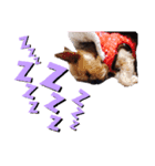 Lovely Yorky（個別スタンプ：3）